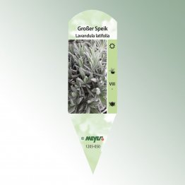 Bild Stecketiketten Favorit Lavandula latifolia