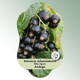 Bild Hängeetiketten Comfort Ribes nigrum