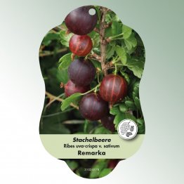 Bild Hängeetiketten Comfort Ribes uva-crispa v. sativum
