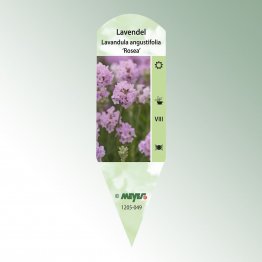 Bild Stecketiketten Favorit Lavandula angustifolia 'Rosea'