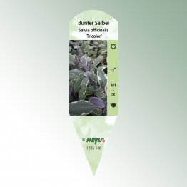 Bild Stecketiketten Favorit Salvia officinalis 'Tricolor'