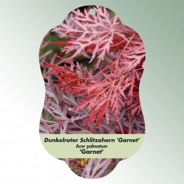 Bild Hängeetiketten Laub Acer palmatum 'Garnet'