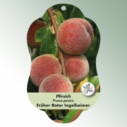 Bild Hängeetiketten Comfort Prunus persica