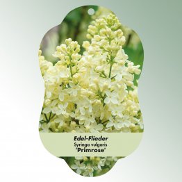 Bild Hängeetiketten Laub Syringa vulgaris 'Primrose'