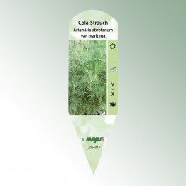 Bild Stecketiketten Favorit Artemisia abrotanum