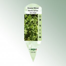 Bild Stecketiketten Favorit Mentha spicata var. crispa