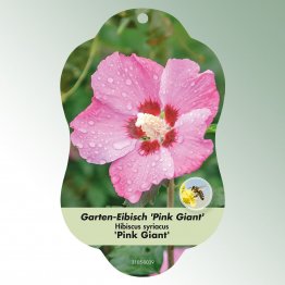 Bild Hängeetiketten Laub Hibiscus syriacus 'Pink Giant'