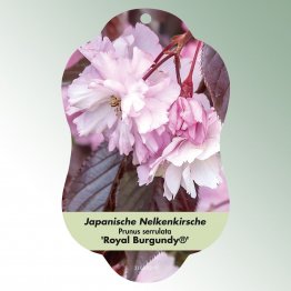 Bild Hängeetiketten Laub Prunus serrulata