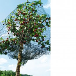 Vogelschutznetze/Baumschulnetze