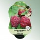 Bild Hängeetiketten Comfort Rubus idaeus 1