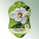 Bild Hängeetiketten Laub Magnolia sieboldii 1