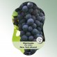 Bild Hängeetiketten Comfort Vitis vinifera 1