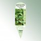 Bild Stecketiketten Favorit Salvia officinalis &#039;Icterina&#039; 1