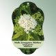 Bild Hängeetiketten Laub Spiraea japonica &#039;Albiflora&#039; 1