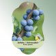 Bild Hängeetiketten Laub Prunus spinosa 1