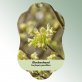 Bild Hängeetiketten Laub Corylopsis pauciflora 1