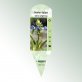 Bild Stecketiketten Favorit Salvia uliginosa 1
