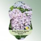 Bild Hängeetiketten Laub Hydrangea macrophylla &#039;Ayesha&#039; 1