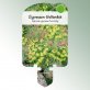 Bild Stecketiketten Stauden Euphorbia cypar. &#039;Fens Ruby&#039; 1