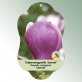 Bild Hängeetiketten Laub Magnolia soulangiana &#039;Lennei&#039; 1