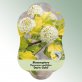 Bild Hängeetiketten Laub Physocarpus opul. &#039;Darts Gold&#039; 1