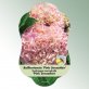 Bild Hängeetiketten Laub Hydrangea ma. &#039;Pink Sensation&#039; 1