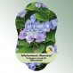 Bild Hängeetiketten Laub Hydrangea macro.  &#039;Blaumeise&#039; 1
