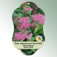 Bild Hängeetiketten Laub Spiraea japonica &#039;Darts Red&#039; 1