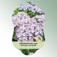 Bild Hängeetiketten Laub Hydrangea macrophylla 1