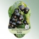 Bild Hängeetiketten Comfort Ribes nigrum 1
