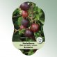 Bild Hängeetiketten Comfort Ribes uva-crispa v. sativum 1