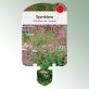 Bild Stecketiketten Stauden Centranthus ruber &#039;Coccineus&#039; 1