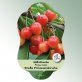 Bild Hängeetiketten Comfort Prunus avium 1
