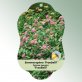 Bild Hängeetiketten Laub Spiraea japonica &#039;Frobelii&#039; 1