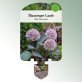 Image of stick-on labels for perennials Allium karataviense Blue-tongue leek