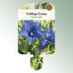 Bild Stecketiketten Stauden Gentiana acaulis Frühlings-Enzian