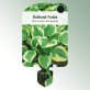 Bild Stecketiketten Stauden Hosta x fort. 'Aureomarginata' Goldrand-Funkie