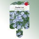Image Stick-on labels perennials Linum perenne 'Nanum Saphir' Perennial flax