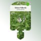 Bild Stecketiketten Stauden Lysimachia clethroides Schnee-Felberich