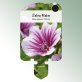 Bild Stecketiketten Stauden Malva sylvestris 'Zebrina' Zebra-Malve
