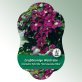 Image Hanging labels Comfort Clematis Hybride 'Warszawska Nike'