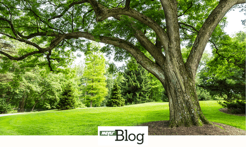 Blog-Bestandsbaeume Schutz-Banner