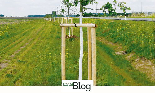 Blog-Stammschutz mit Stammschutzfarbe-Banner