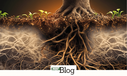 Blog-Wie funktionieren Mykorrhiza Pilze-Banner