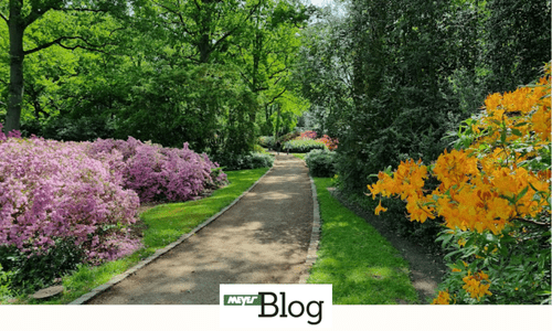 Blog-Rhododendronpark Bremen-Banner